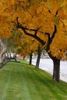 Fall Color Form