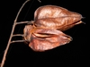 Koelreuteria paniculata