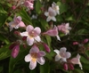 Kolkwitzia amabilis