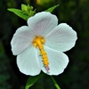 Flower detail