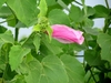 Flower bud