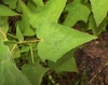 Elongated Spear Headed Green Leaves