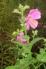 5 petalled pink flower with long yellow stamen & short anthers
