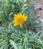 Flower and stem with hairs