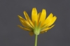 Back of flower