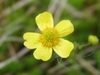 Ranunclus flammula