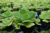 Pistia stratiotes