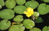 Nymphoides pelatum