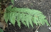 Single frond showing pinnules