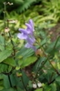 Scutellaria serrata