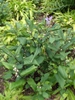 Scutellaria serrata