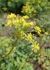 close-up of gold umbel