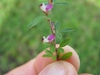Close up of flower