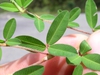 Leaf closeup
