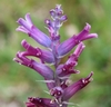 Cluster of purplish tubular flowers