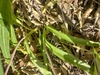 Green strap-like leaves