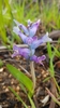 A spike of blue flowers growing from the ground.
