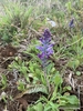 Form of plant in bloom