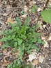 Green basal leaves with lobes
