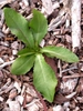 Lactuca spp.
