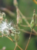Lactuca spp.