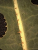 Lactuca spp.