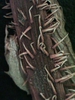 Lactuca spp.