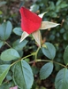 Bud