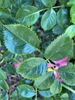 Leaf