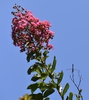 Lagerstroemia