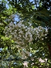 Lagerstroemia