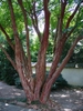 bark