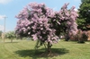 Lagerstroemia indica