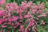Full shrub in bloom