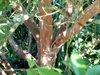 Bark
