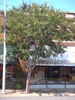 Lagerstroemia Biloxi