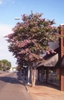 Lagerstroemia 'Biloxi'