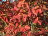 Lagerstroemia indica 'Catawba' Fall color Leaf
