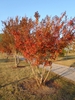 Lagerstroemia indica 'Catawba' Fall Color Form
