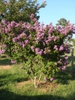 Lagerstroemia indica 'Catawba'