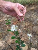 Flower, leaf and stem