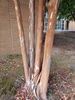 Lagerstroemia 'Natchez'