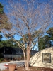 Lagerstroemia Natchez