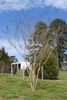 Lagerstroemia Osage