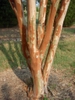 Lagerstroemia 'Osage'