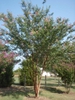 Lagerstroemia 'Osage'