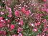 Red Rocket Flower