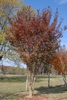 Lagerstroemia 'Sioux'