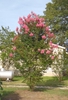 Lagerstroemia 'Sioux'