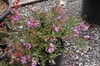 Lagerstroemia speciosa